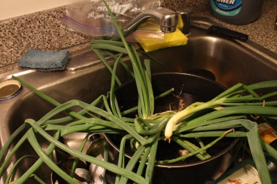 I started them from bulbs and waited to harvest them until the stems were falling over in the pot. 
